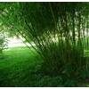 Bamb Phyllostachys Rubromarginata