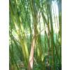 Bamb Phyllostachys Rubromarginata