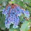 Mahonia bealei