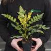 Mahonia bealei