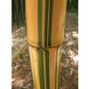 Bamb Phyllostachys vivax aureo.