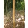 Bamb Phyllostachys vivax aureo.