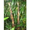 Bamb Phyllostachys vivax aureo.