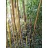 Bambú Phyllostachys vivax aureo.