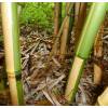 Bamb Phyllostachys vivax aureo.