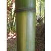 Bambú Phyllostachys vivax huang.