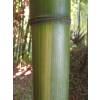 Bamb Phyllostachys vivax huang.