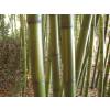 Bamb Phyllostachys vivax huang.