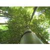 Bamb Phyllostachys vivax huang.