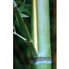 Bamb Phyllostachys viridis h.