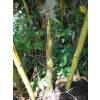 Bambú Phyllostachys viridis h.