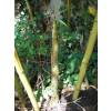 Bamb Phyllostachys viridis h.