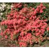 Azalea japonesa 'Bengal fire'