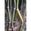 Bambú Phyllostachys aureo. Alata