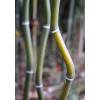 Bamb Phyllostachys aureo. Alata