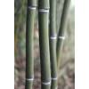 Bamb Phyllostachys aureo. Alata