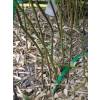 Bamb Phyllostachys aureo. Alata