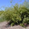 Bamb Phyllostachys flexuosa