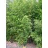 Bamb Phyllostachys flexuosa