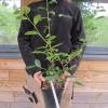 rbol del T, Planta de T