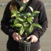 rbol del T, Planta de T
