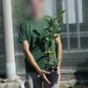 �rbol del T�, Planta de T�