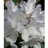 Rododendro yaku blanco