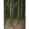 Bambú Phyllostachys vivax