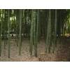 Bamb Phyllostachys vivax