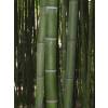 Bamb Phyllostachys vivax