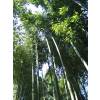 Bamb Phyllostachys vivax