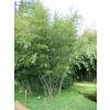 Bamb Phyllostachys nuda localis