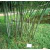 Bamb Phyllostachys nuda localis