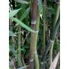 Bambú Phyllostachys nuda localis