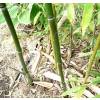 Bambú Phyllostachys stimulosa