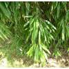 Bamb Phyllostachys stimulosa