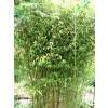 Bamb Phyllostachys stimulosa