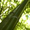 Bamb Phyllostachys viridiglau.