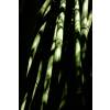 Bambú Phyllostachys viridiglau.