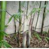 Bambú Phyllostachys viridiglau.
