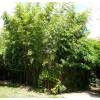 Bamb Phyllostachys viridiglau.