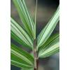 Bambú Pleioblastus variegatus