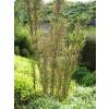 Bambú Thamnocalamus tessellatus