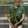 Kiwi�o rojo 'Ken's Red'