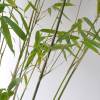 Bambú Fargesia nitida 'Winter Joy'