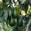 Aguacate 'Ettinger'