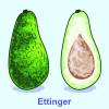 Aguacate 'Ettinger'