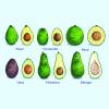 Aguacate 'Ettinger'