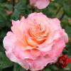 Rosal Fox Trot