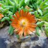Alfombra naranja